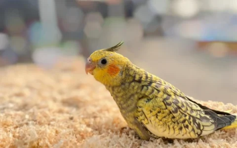 How to Take Care of a Cockatiel