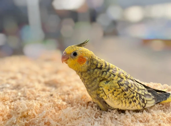 How-to-Take-Care-of-a-Cockatiel