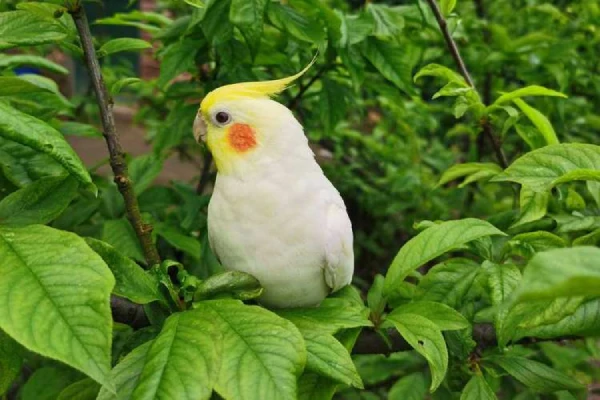 How to Take Care of a Cockatiel