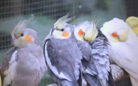How Many Eggs Does a Cockatiel Lay?