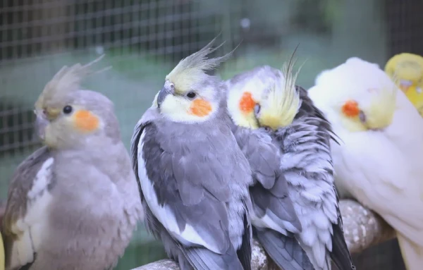 How-Many-Eggs-Does-a-Cockatiel-Lay