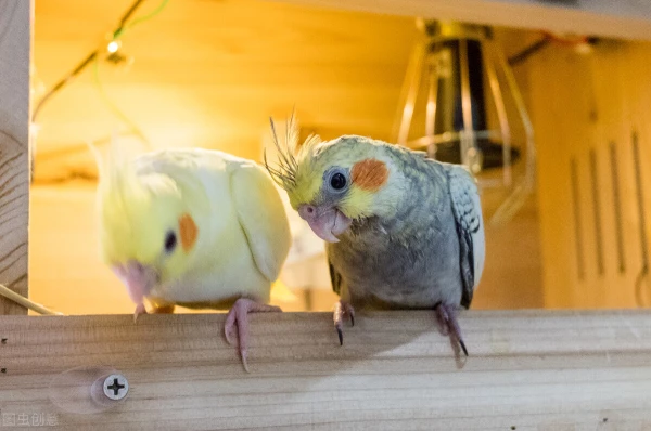 How Many Eggs Does a Cockatiel Lay?