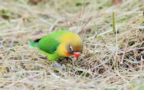 How Much Does a Yellow-Collared Lovebird Cost?