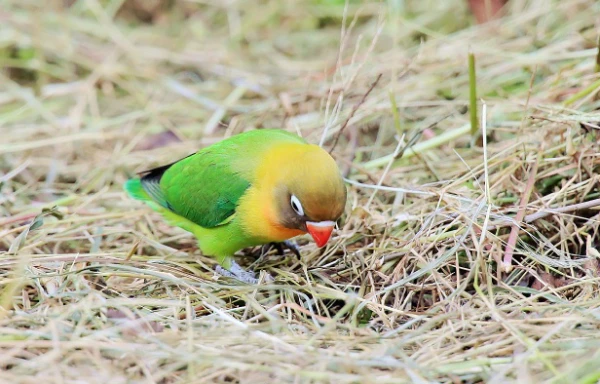 How-Much-Does-a-Yellow-Collared-Lovebird-Cost