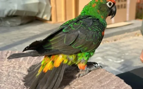 Can a Senegal Parrot Talk?