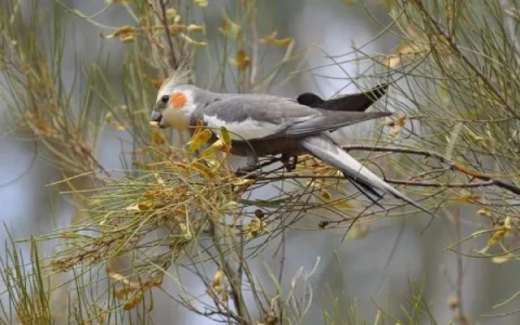Do Cockatiels Talk or Whistle? What Owners Should Expect