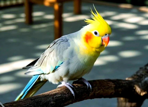 Why-Cockatiels-Are-One-of-the-Best-Pet-Birds