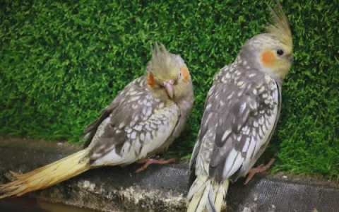 Cockatiel Ownership: What Most New Owners Get Wrong