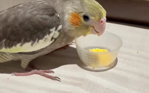 Things to Know Before Buying a Cockatiel
