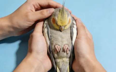 Do Cockatiels Like to Be Held? Understanding Cockatiel Behavior
