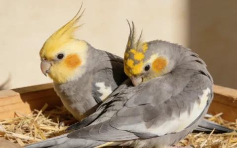 How Long Do Cockatiels Live? Average Lifespan Explained