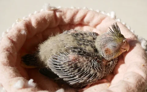 Baby Cockatiel Care Guide: Feeding, Handling, and Growth Stages