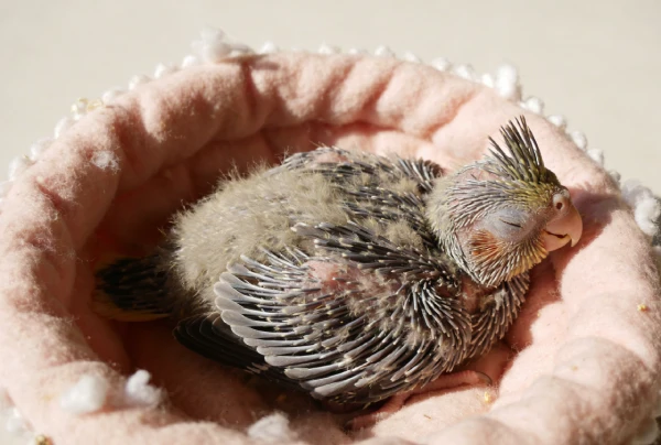 Baby-Cockatiel-Care-Guide
