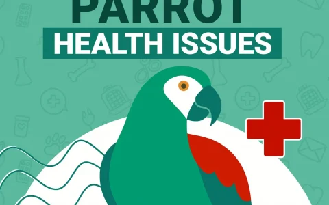 7 Common Parrot Health Problems (Vet-Explained Illnesses & Diseases)