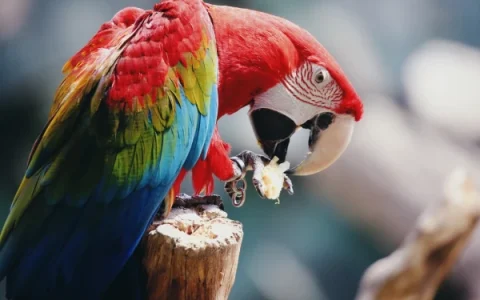 How to Clean a Parrots Nostrils: 2 Easy Methods