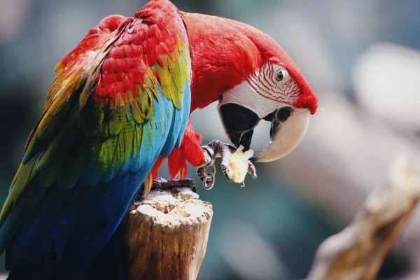 Could a Domesticated Parrot Survive in the Wild? (Vet Approved Facts)