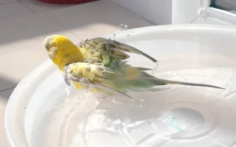 How Often Should a Parrot Be Bathed?