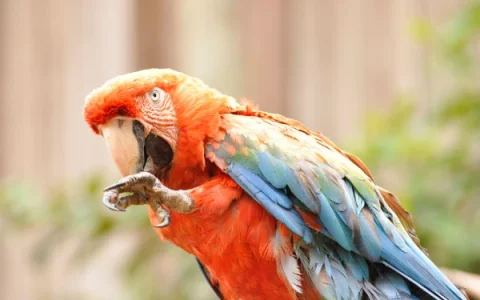 What Is the Real Price of a Macaw?