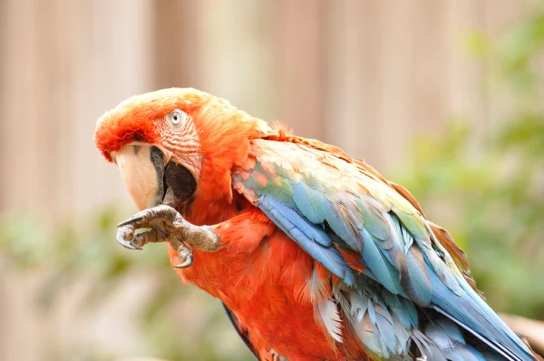 Are-Macaws-Good-for-Beginners