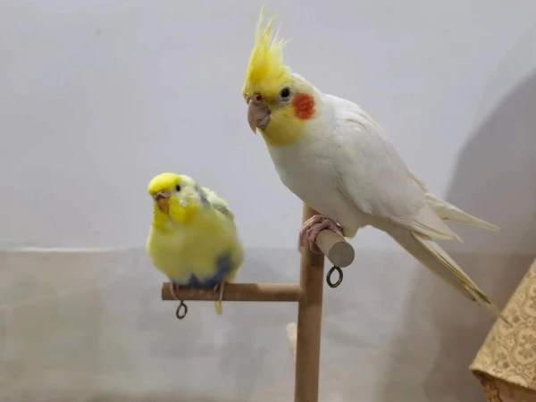 Do Parrots Like Music? Facts & Info