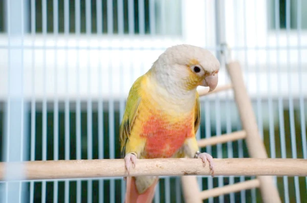 Do Parrots Like Music? Facts & Info