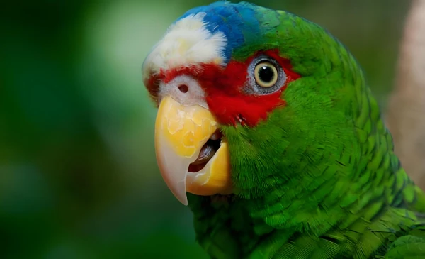Do Parrots Like Music? Facts & Info