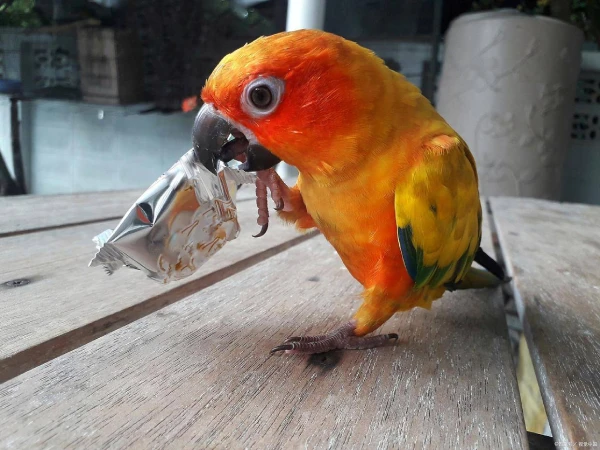 Do Parrots Like Music? Facts & Info