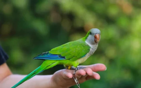 What Spot Do Parrots Like to Be Petted? Vet-Reviewed Guide With Infographic