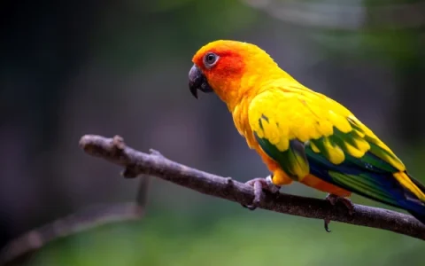 Where Do Conure Parrots Come From? Origins and History