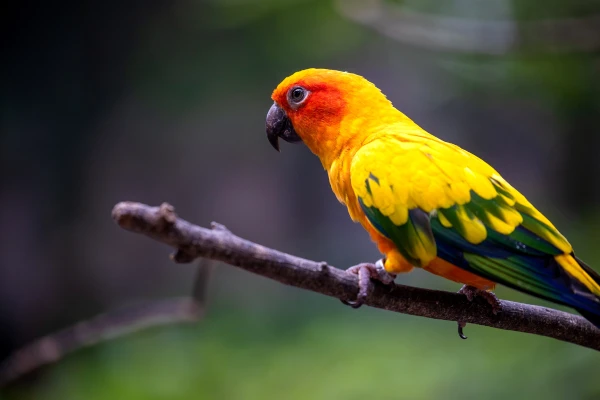 Where Do Conure Parrots Come From? Origins and History