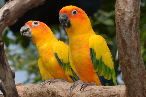Where Do Conure Parrots Come From? Origins and History