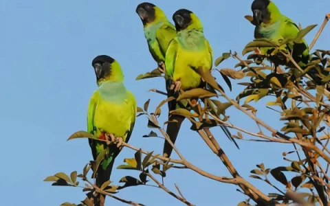 Could a Domesticated Parrot Survive in the Wild? (Vet Approved Facts)
