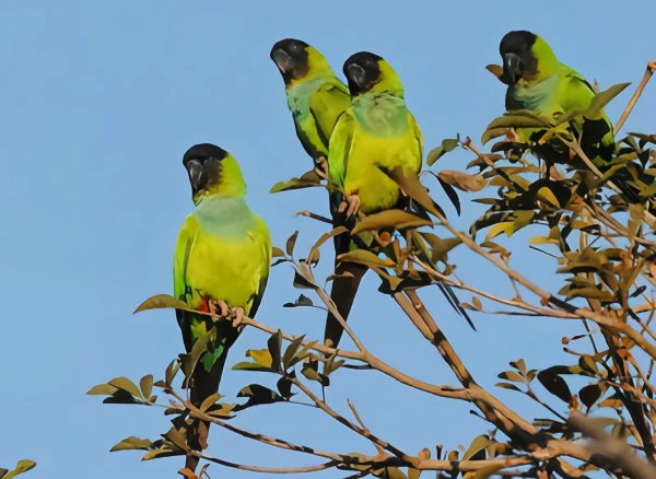 Could a Domesticated Parrot Survive in the Wild? (Vet Approved Facts)