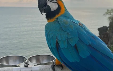 Can Macaws Talk? A Veterinarian’s Expert Guide