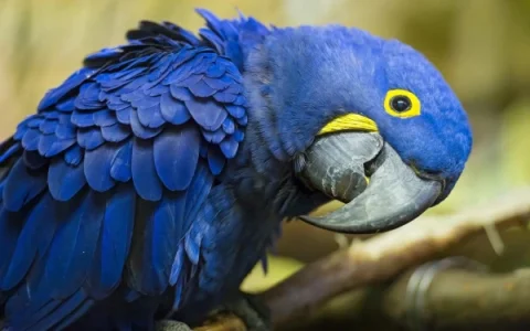 Why Are Macaws Called Macaws?