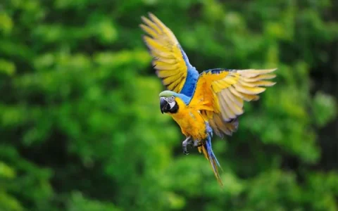 How Many Eggs Do Macaws Lay? An Guide for Parrot Owners