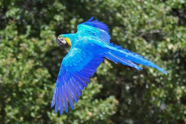 Macaws