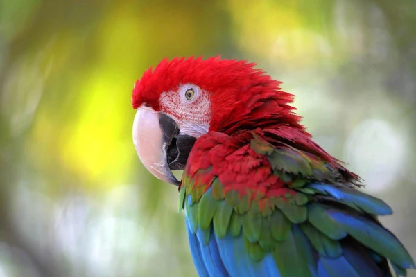 What to Know Before Owning a Macaw