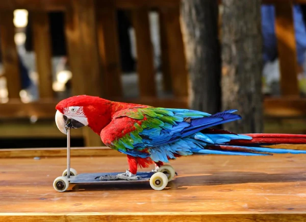 How Long Can a Macaw Live as a Pet? Pet Lifespan Guide