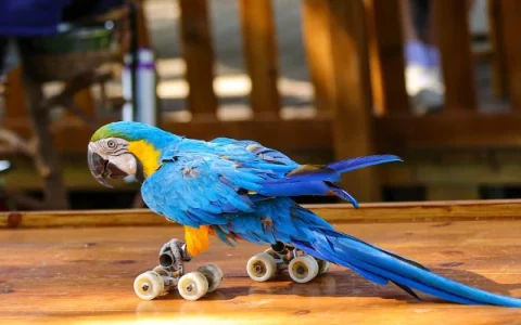 How Much Is It to Buy a Macaw Bird? Complete Fee Guide