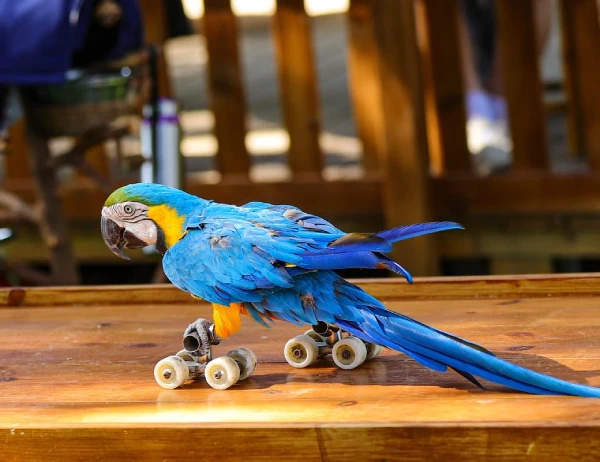 How-Much-Is-It-to-Buy-a-Macaw-Bird