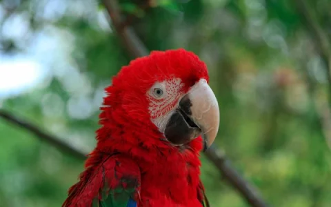 Is It Hard to Keep a Macaw? Veterinary Guide