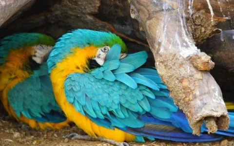 How to Care for Your Macaw: A Complete Veterinary Guide