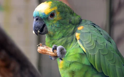 Can Parrots Eat Peanuts? Complete Veterinary Guide