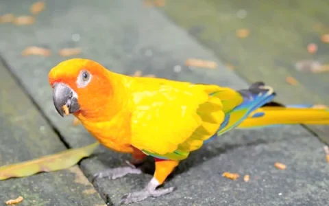 Can Parrots Eat Pears? Complete Veterinary Guide