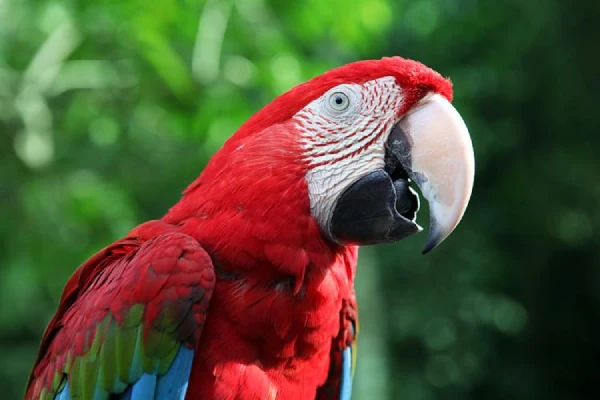 Are Macaws Good Luck?
