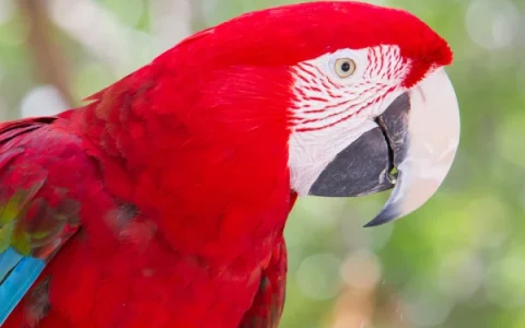 Why Do Macaws Yell? Comprehensive Veterinary Guide