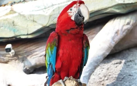 Why Are Macaws So Expensive?