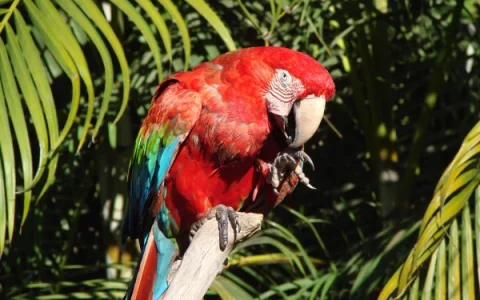 How Many Macaws Exist?