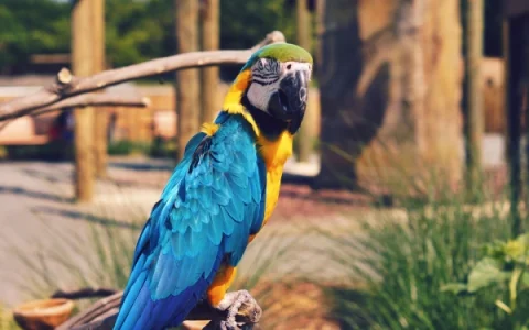 What to Know Before Owning a Macaw
